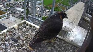 Die jungen Falken sehen schon fast aus wie erwachsene Tiere. Foto: Nabu Fellbach/falcommunity.de