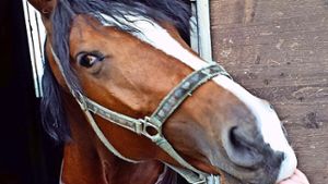 Capi gilt als lernwilliges Pferd. Foto: privat