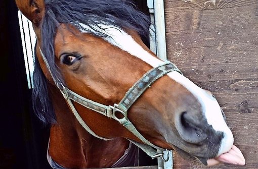 Capi gilt als lernwilliges Pferd. Foto: privat