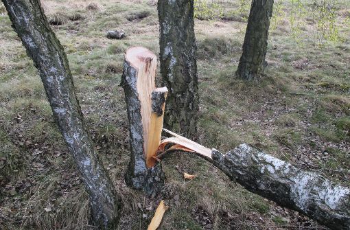 Um die Drohne seines Sohnes zu bergen hat der Vater eines 19-Jährigen kurzerhand einen Baum gefällt – und das in einem Naturschutzgebiet. Foto: Polizei Goslar