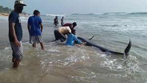 Rund 100  gestrandete Wale gerettet