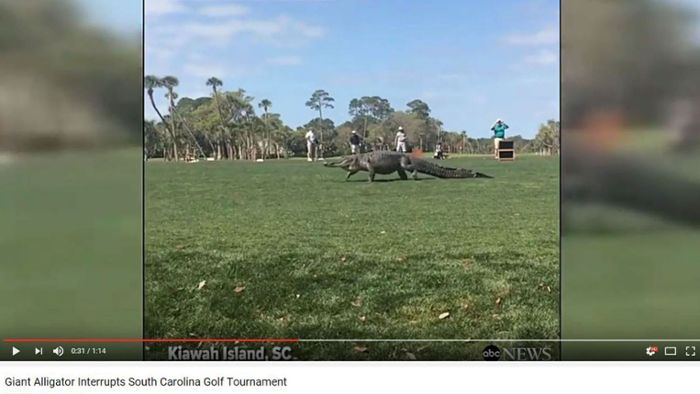 Riesiger Alligator unterbricht Golf-Turnier
