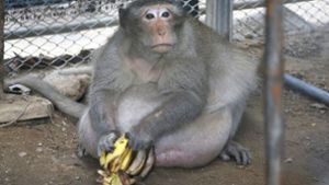 Thailändischer Affe auf Diät gesetzt