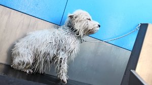 Augen zu und durch –  zum Abschluss des Waschgangs muss Leo den Hunde-Föhn über sich ergehen lassen Foto: Przybilla