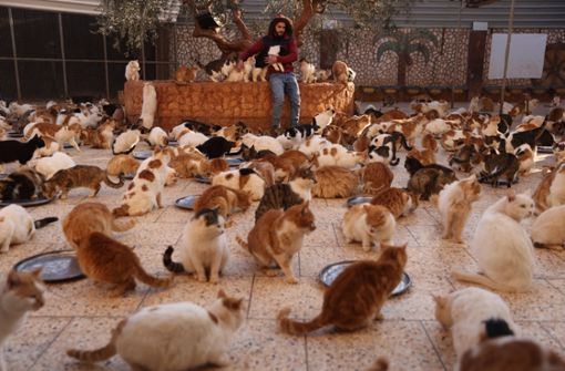 Im House of Cats tummeln sich so viele Katzen, dass man sie kaum zählen kann. Foto: dpa/Anas Al-Kharboutli