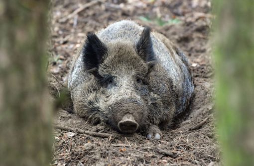 Im Wald bei Heubach im Ostalbkreis sind Haut und Kopf eines Wildschweins gefunden worden. (Symbolbild) Foto: ZB