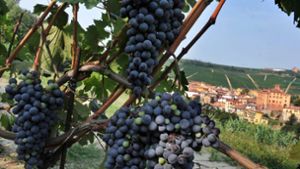 Italienische Winzer sehen ihren Wein durch Schock-Etiketten verunglimpft. Foto: dpa/epa ansa Tonino Di Marco