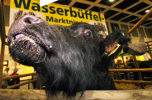 Die Erkundungstour eines Wasserbüffels im Kreis Heilbronn fand ein jähes Ende (Symbolfoto). Foto: dpa/dpaweb