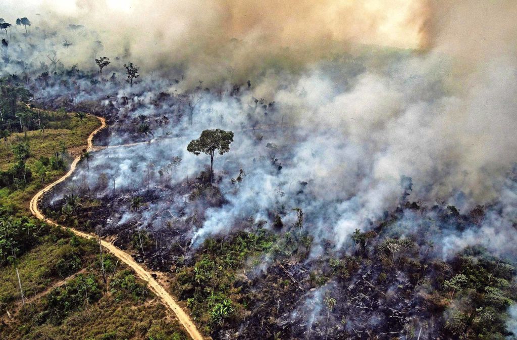 Waldbrande Am Amazonas Hilft Ein Boykott Den Regenwald Zu Schutzen Politik Stuttgarter Nachrichten