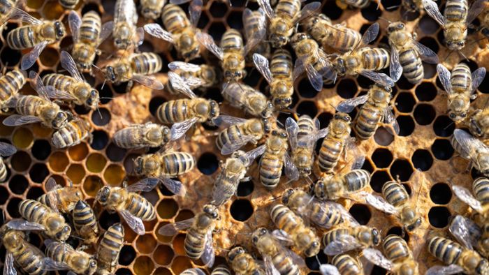 Imker informiert königliche Bienen über Tod der Queen