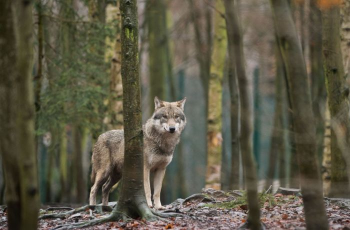 Wölfe in Baden-Württemberg: 161 Rudel ziehen durch Deutschland