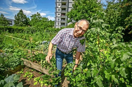 Hubert Arnold entfernt auf seinem Stückle in den Bunten Bewohnergärten in Pliensauvorstadt die abgeernteten Himbeerruten – und hofft auf eine nächste reiche Ernte. Foto: Roberto Bulgrin