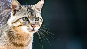 Veterinäramt beschlagnahmt 32 Katzen auf Hof