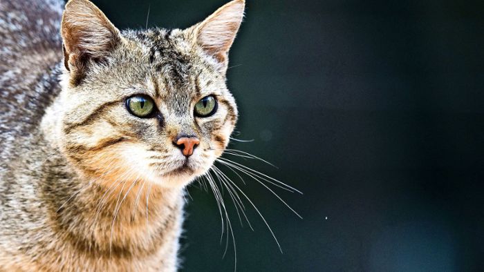 Veterinäramt beschlagnahmt 32 Katzen auf Hof