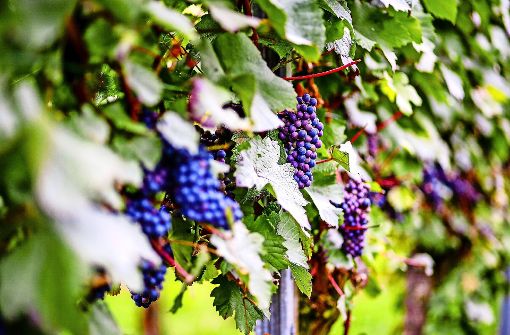 Die Cabernet-Mitos-Trauben vom Weingut Waldbüsser verfärben sich schon – so wie die Trollinger-Trauben auch. Foto: KS-Images.de