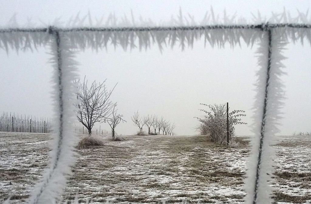 Erich Lechner fotografierte ein Zaunnetz in klirrender Kälte und schaffte es damit auf den zweiten Platz gemäß der Wertung unserer Redaktion.