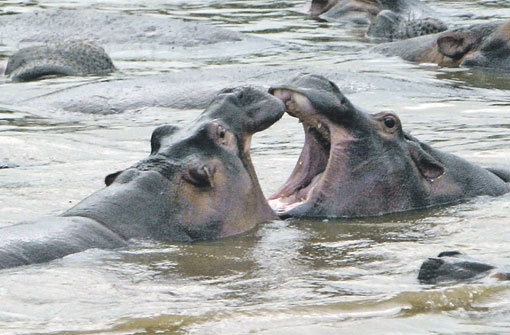 Sesshafte Kolosse: Rund 60 Kilogramm Gras und Wasserpflanzen frisst ein Fluspferd pro Tag – die tonnenschweren Hippos leben immer in der selben Wasserstelle, es sei denn sie trocknet eines Tages aus. Foto: Steffen Rometsch