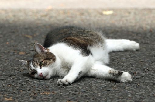 Katzen sorgen im Straßenverkehr manchmal für überraschende Momente. Foto: dpa/Yui Mok