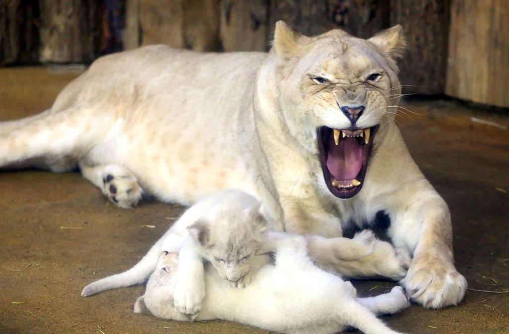 Mutter Kiara verteidigt zwei ihrer vier Babys wie eine Löwenmutter das eben so tut.