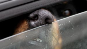 Feuerwehr muss Hund am Wasen aus Auto befreien