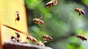 Wie Bienen die Karlshöhe beflügeln