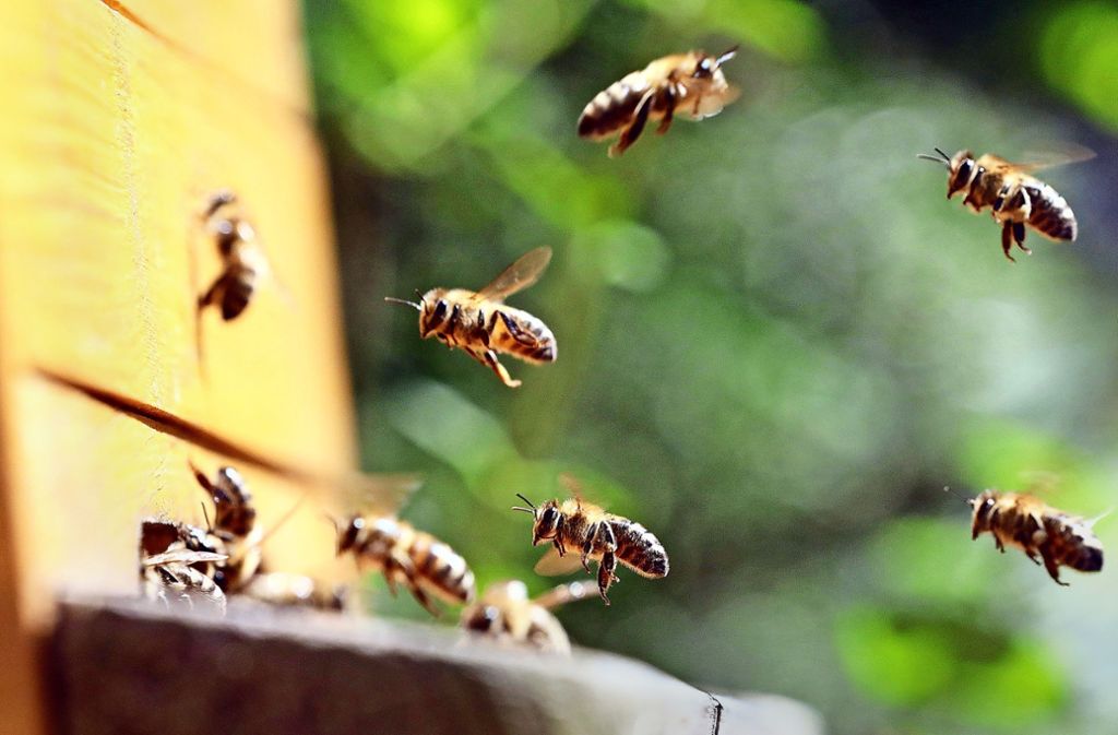 Im Anflug: Bienen kehren in ihre Beute zurück.