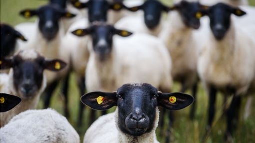 Die Polizei ermittelt nach dem Tod zweier Schafe (Symbolbild). Foto: dpa/Nicolas Armer