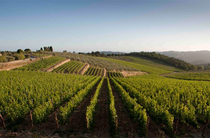 Weinwissen: Weinland Italien
