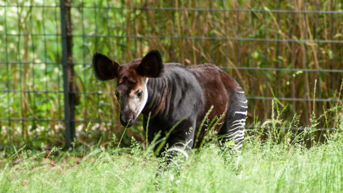 Seltener Okapi-Nachwuchs verzückt die Besucher