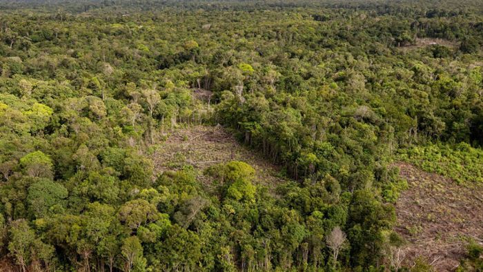 Zerstörung des Regenwaldes schreitet weiter dramatisch voran