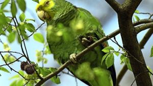 Gut 50 Papageien leben inzwischen in Bad Cannstatt Foto: dpa