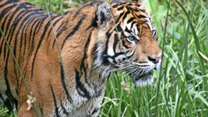 Der Tiger strich um die Baustelle und tötete den Mann, als dieser sich später in Sicherheit bringen wollte. Foto: IUCN