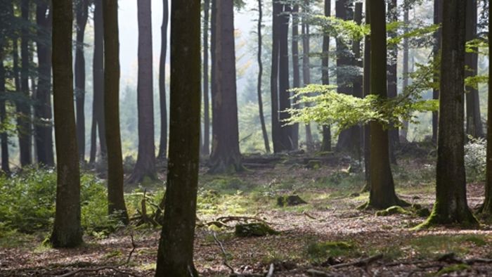 Naturschutzbund befürchtet Kahlschlag im Wald