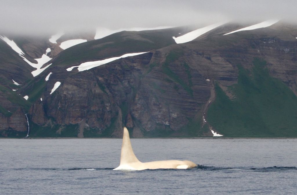 Der auf den Namen „Iceberg“ getaufte Schwertwal in russischen Gewässern.