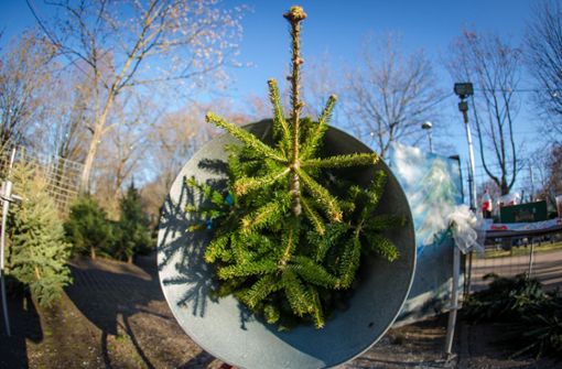 Die Unbekannten stahlen rund 90 Weihnachtsbäume. (Symbolbild) Foto: dpa/Christoph Schmidt