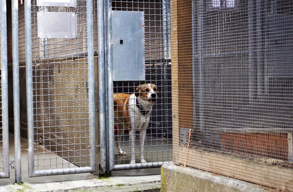 Der Tierschutzverein baut derzeit ein neues Hundehaus. Dafür wird noch Geld benötigt. Foto: SDMG