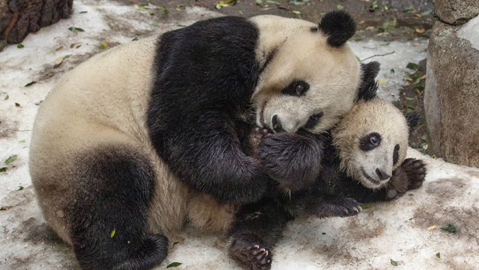 Zoo verliert seine beliebten Panda-Bären