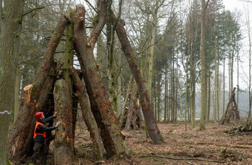 Max Wittlinger steht neben einer Totholzpyramide, die aus Baumstücken besteht, die zuvor an der Autobahn in einem Wald standen. Foto: dpa/Stefan Puchner