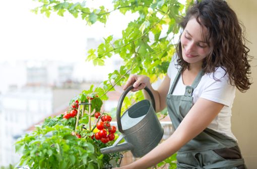 Eigenes Gemüse im Balkongarten anbauen: Unsere Tipps