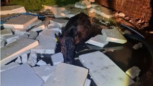 Die Kuh landete in einem Swimmingpool. Foto: dpa/Polizei Thüringen