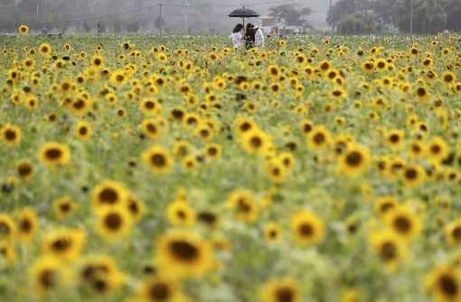 Die Sonnenblumen in Südkorea blühen schon. Kommt nun auch die Sonnenscheinpolitik zurück? Foto: AP