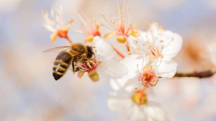 Schnappschuss – Fleißige Bienen sammeln Nektar