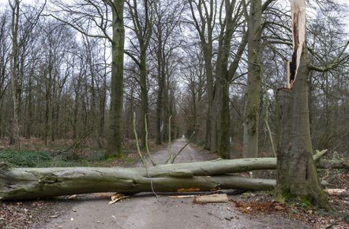 Der Wald steckt auch nach dem Sturmtief Sabine voller Gefahren. In Nordrhein-Westfalen wurde dieses Foto von einem umgefallenen Baum aufgenommen. Foto: dpa/Arnulf Stoffel