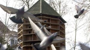 Bisher spricht sich die Stadt gegen den Bau eines Taubenhaus in Leinfelden aus. Foto: Bernd Weißbrod /dpa