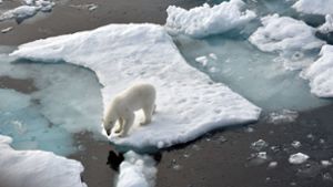 Der Klimawandel bedroht die Lebensräume von Eisbären und vielen weiteren Tieren. Foto: dpa/Ulf Mauder