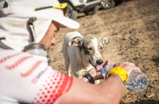 Der Hund Cactus wurde von den Läufern mit Wasser versorgt. Foto: Courtesy of Marathon des Sables