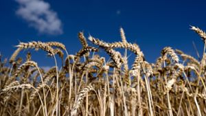 Ukraine und  Weizen – was wirklich stimmt