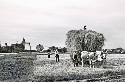 Die Landwirtschaft, hier eine Ernteszene aus dem Jahr 1946 mit dem Klosterhof im Hintergrund,  spielte in Nellingen  einst eine große Rolle. Foto: Stadtarchiv Ostfildern