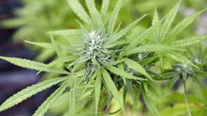 Noch immer ist die Legalisierung des Cannabis nicht unter Dach und Fach. Die Bundesländer haben Bedenken. Foto: Georg Wendt/dpa/Georg Wendt
