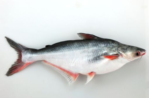 Der Pangasius ist ein Süßwasserfisch, der vor allem im Mekongdelta Südostasiens vorkommt. Foto: StZ